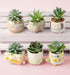 Karma, Shaped Succulent Pot, Artificial Succulents in Ceramic Pot, Faux Mini Succulent Plant, Desk Decor, Office Plants, Succulent Décor Faux Succ...
