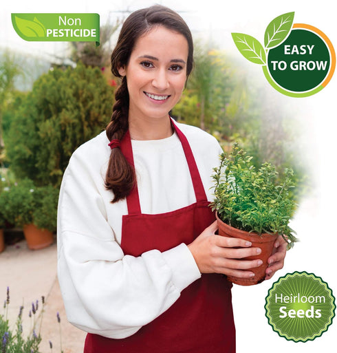 Set of 12 Heirloom Culinary Herb Seeds - 3800 Seeds for Indoor and Outdoor Planting - Basil, Cilantro, Chives, Lavender, Oregano, Dill, Thyme, etc...