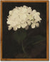 InSimSea Framed Wall Art Decoration Canvas Wall Art Room Decor, White Hydrangea Oil Painting Canvas Prints, Bedroom Bathroom Wall Art Kitchen Offi...