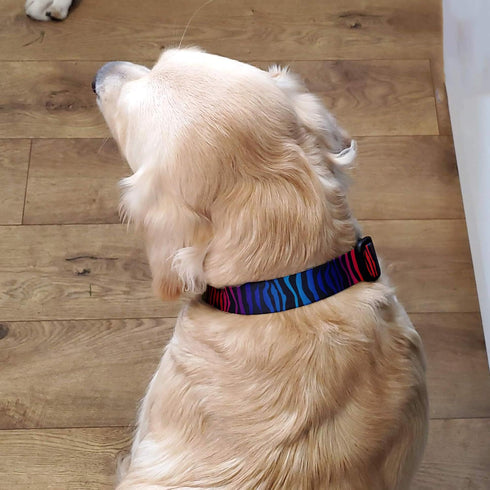 Buttonsmith Rainbow Zebra Dog Collar - Made in The USA - Fadeproof Permanently Bonded Printing, Military Grade Rustproof Buckle, Choice of 6 Sizes...