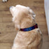 Buttonsmith Rainbow Zebra Dog Collar - Made in The USA - Fadeproof Permanently Bonded Printing, Military Grade Rustproof Buckle, Choice of 6 Sizes...