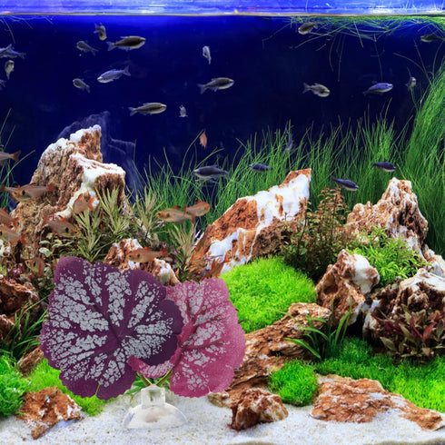 POPETPOP Betta Leaf 2pcs Beta Fish Leaf Bed Aquarium Purple Plant Leaf Hammock Suction Cup Fish Tank Betta Fish Leaf Lounger Landscape Decoration ...