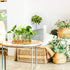 Plant Propagation Station, Plant Terrarium with Wooden Stand for Hydroponics Plants Office Decor Unique Gardening Gifts for Women Plant Lovers - 5...