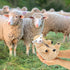 AGRIMONY Cute Shaved Sheep Stuffed Animals Kawaii Lamb Plush Toys Valentines Day Mothers Day Birthday Easter Funny Gifts for Kids Girls Boys Teens...