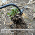 Weed Puller Tool Gardening Tools Set of 2 Uprooting Weed Pulling Tool, 4 Teeth Manganese Steel Forged Weeding Tool for Vegetable, Portable Hand We...