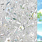 Kromapolis Window Privacy Film, Vinyl Glass Covering, Stained Decorative Film Frosted, Static Window Clings, Non-Adhesive, No-Glue (17.5 x 78.7 in...
