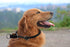 Braided Collar, Pro Training Dog Collar, No Pull Round Collar, Slip Collar with Slidable Stop Ring - Ideal for Medium/Large Dogs (M+(1/2") - 18" L...