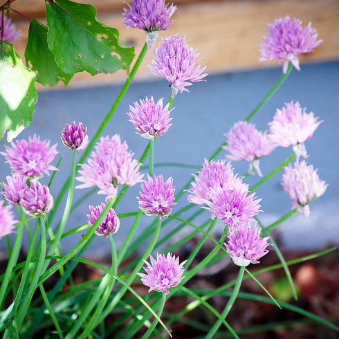 Chives Seeds Allium Schoenoprasum Herbaceous Perennial Culinary Attracts Pollinators Rich in Vitamins A and C for Cooking Vegetable Garden Outdoor...