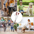 CANIPHA Silicone Puppy Training Tools, Foldable and Easy to Carry Dog Training Tool, Dog Accessories Agility Training Equipment for Dogs, Puppy Tr...