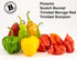 Bertie's Trinidad Pimento Sauce (10 Oz./300ml) | Adds Wonderful Flavour and Aroma Without The Heat to Dish | Perfect To Season Meats And Vegetable...