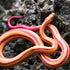 Safari Ltd.Corn Snake Figurine - Lifelike 5.25" Model Figure - Educational Toy for Boys, Girls, and Kids Ages 3+...