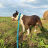 Heavy Duty Bungee Dog Leash 6 ft - 7.5 ft for Large and Medium Dogs | No Pull, Reflective, Tactical Dog Leash | Soft Neoprene Padded Double Handle...