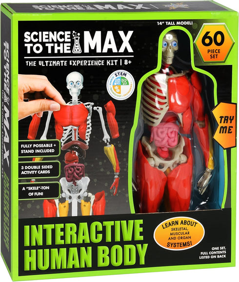 Be Amazing! Toys Interactive Human Body - 60 Piece Fully Poseable Anatomy Figure – 14” Tall Model - Anatomy Kit – Removable Muscles, Organs,Bones ...