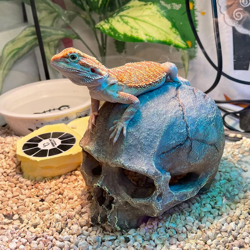 Halloween Human Skull Reptile Hide, Grey Reptile Hides and Caves for Ball Python Leopard Gecko Snake Bearded Dragon Lizard Fish Chameleon Spider, ...