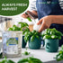 Medicinal and Tea Herb Seeds Collection - Over 4,500 Heirloom and Non GMO Garden Seeds for Planting Indoor, Outdoor & Hydroponic - includes Basil,...