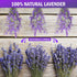 Timoo Dried Lavender Bundles 100 Natural Dried Lavender Flowers for Home Decoration, Photo Props, Home Fragrance, 2 Bundles Pack...