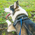 Hi Kiss Dog/Puppy Obedience Recall Training Agility Lead - 15ft 20ft 30ft 50ft 100ft Training Leash - Great for Training, Play, Camping, or Backya...