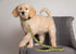 Pets First Collegiate Pet Accessories, Dog Leash, Iowa Hawkeyes, Small...