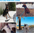 Heavy Duty Dog Leash - Comfortable Padded Handle, 5 ft Long - Dog Leashes for Small Medium Large Dogs (Leash+Collar M Neck 16"-20", Blue)...