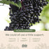 Gaia Herbs Black Elderberry, NightTime Syrup - Immune Support Supplement - with Organic Black Elderberries, California Poppy & Lemon Balm for Rest...
