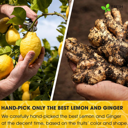 Premium 75 Lemon Ginger Tea Bags, 100% Natural Ingredients, Hand-made Blend of Lemon and Ginger Flowers, Eco-conscious Tea Bags. Lemon Ginger Herb...