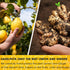 Premium 75 Lemon Ginger Tea Bags, 100% Natural Ingredients, Hand-made Blend of Lemon and Ginger Flowers, Eco-conscious Tea Bags. Lemon Ginger Herb...
