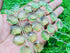 1 Strand Peridot Quartz 10 Pcs Beads Size 14x14mm Hexagon Shape Cut Faceted Beads for Jewellery Making, Beading & Craft Supplies KCRAFTS-RK_k53...