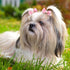 40 Pieces Dog Bows Cute Puppy Dog Bowknot Hair Bows Handmade Hair Accessories Bow with Rubber Bands Lace Organza Puppy Bows Rhinestone Pearls Dog ...