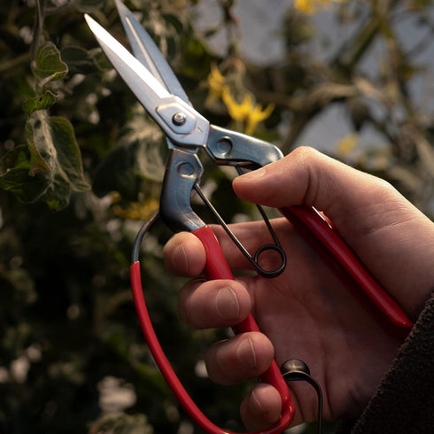 CHIKAMASA professional horticultural pine needles scissors T-710GDX (japan import)...