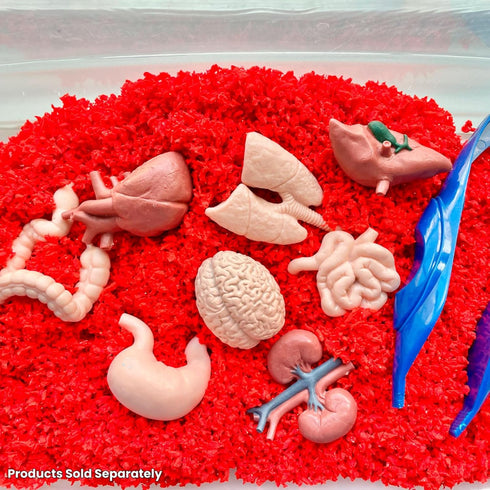 Safari Ltd. Human Organs TOOB - 8 Mini Figurines Including Brain, Heart, Lungs, Liver, Kidneys, Stomach, and Intestines - Anatomy Educational Toy ...