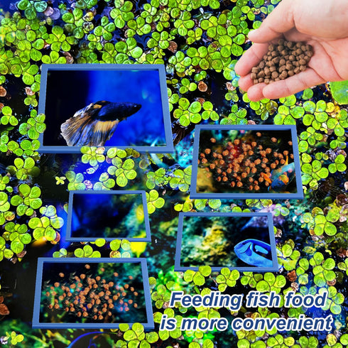 5pcs Aquarium Floating Plant Rings, Square Foam Fish Feeding Corral Fish Tanks Food Rings Floating Plant Feeding Ring for Keeping Floating Plants ...