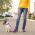 Mile High Life | Reflective Dog Collar Leash Set | Small Dog Collar Leash Set | Medium Dog Collar Leash Set | Adjustable Collar Leash Set (Reflect...