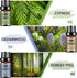 Woody Essential Oils Set, Men Scents Fragrance Oil Aromatherapy Essential Oils Kit for Diffuser (6x10ML) - Sandalwood, Cedarwood, Teakwood, Agarwo...