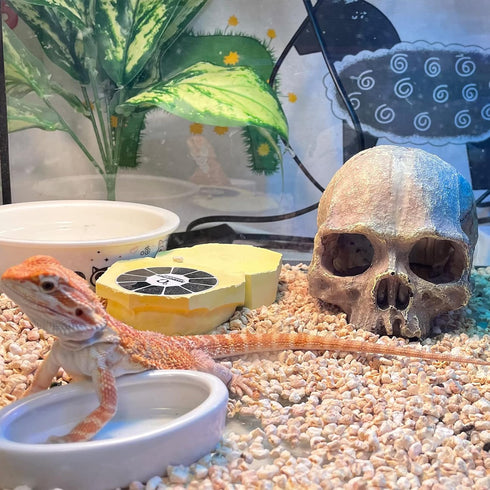 Halloween Human Skull Reptile Hide, Grey Reptile Hides and Caves for Ball Python Leopard Gecko Snake Bearded Dragon Lizard Fish Chameleon Spider, ...