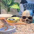 Halloween Human Skull Reptile Hide, Grey Reptile Hides and Caves for Ball Python Leopard Gecko Snake Bearded Dragon Lizard Fish Chameleon Spider, ...
