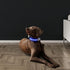 Led Dog Collar 1000 ft Night Visibility LED Dog Leash - Padded Double Traffic Handle |10hr Battery Life, USB-C Quick Charging Light Up Reflective ...