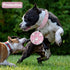 Dog Collars for Medium Dogs with Leash, Epesiri Spiked Dog Collar for Large Dogs, Girl Pink Dog Collar, Studded Rivet Pit Bull Leather Dog Collar ...