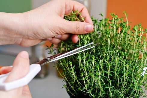 Perennial Herb Seeds Collection,1500 Seeds, 4 Heirloom Non GMO Varieties, Greek Oregano, Sage, Thyme, Chives...