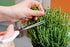 Perennial Herb Seeds Collection,1500 Seeds, 4 Heirloom Non GMO Varieties, Greek Oregano, Sage, Thyme, Chives...