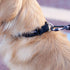 Hyhug Pets Classic Regular Solid Color Collection Pup Dog Collar (Small, Black)...