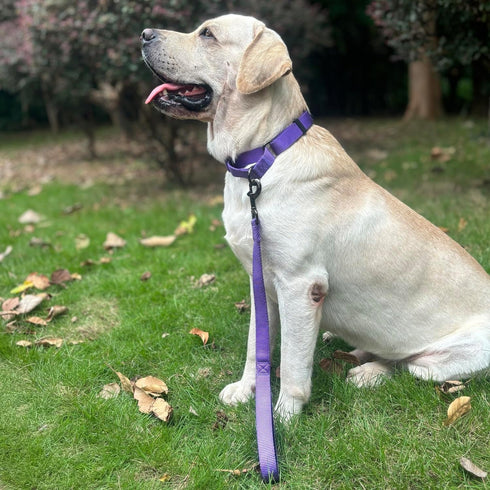 Short Dog Leash with Soft Cushion 18 Inch Large Dogs Lead. (18 Inches, Ultra Violet)...