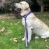 Short Dog Leash with Soft Cushion 18 Inch Large Dogs Lead. (18 Inches, Ultra Violet)...