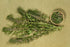 Health Embassy Motherwort Herb | Leonurus Cardiaca L | Herbal Tea (100g)...