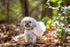 Pets First Collegiate Pet Accessories, Dog Leash, Georgia Bulldogs, Small...
