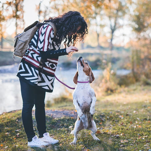 PetiFine Slip Lead Dog Leash,6FT x 3/8" Reflective Durable Dog Training Leash, Heavy Duty Adjustable Nylon Dog Rope Leash Slip Leash for Small Med...