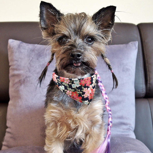 3PCS Bow Tie Dog Collar and Leash Set Plaid/Camo/Dots/Flower Dog Bandanas with Bell 3 Size Adjustable for Small Dogs Puppies and Cats (XS, Black F...