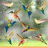 18 Pieces Large Size Hummingbird Window Clings Anti-collision Window Clings Decals to Prevent Bird Strikes on Window Glass Non Adhesive Vinyl Clin...