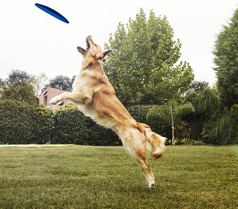 Natural Rubber Flying Disc Dog Toy?Suitable for Playing Outdoors, on The Beach, in The Courtyard?Blue?...