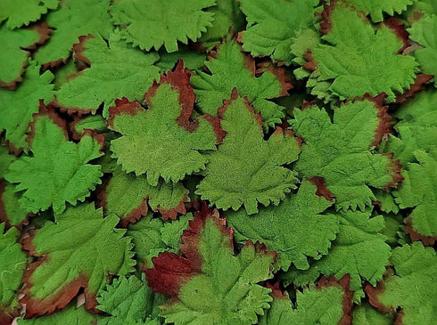 Mulberry Paper Maple Leaves Artificial Leaf Craft Leaves for Scrapbooking Wedding Doll House Supplies Card DIY Craft Project Party Decoration. (Gr...
