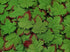 Mulberry Paper Maple Leaves Artificial Leaf Craft Leaves for Scrapbooking Wedding Doll House Supplies Card DIY Craft Project Party Decoration. (Gr...